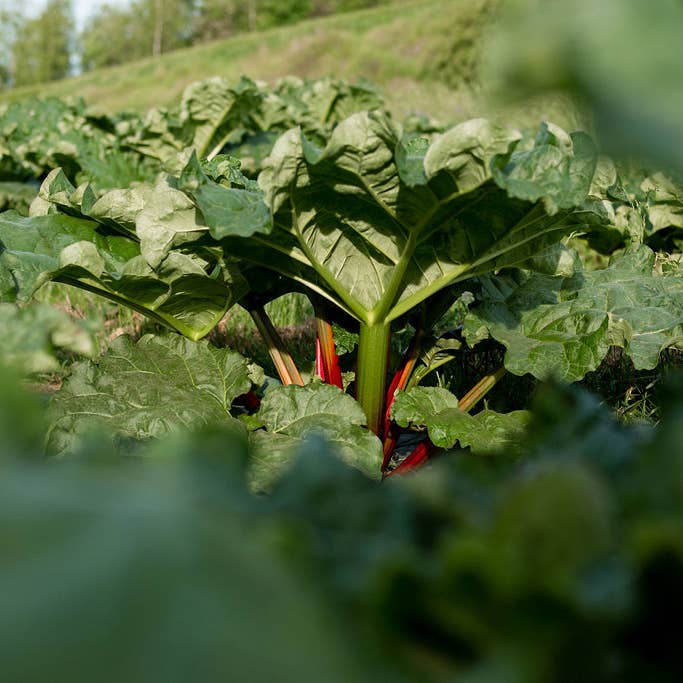 COUR RHEOUM - Wholesale Wellness Juice/Tonic - Rhubarb truth1