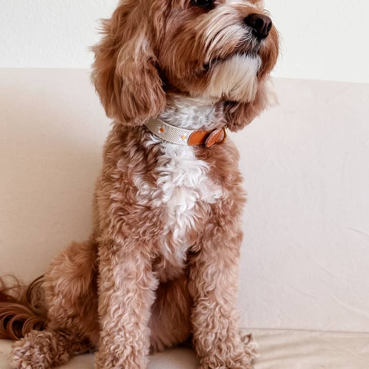 Som Studio - Wholesale Pet Collar - Dog - Brown Leather Dog Collar + Daisy Embroidered Beige Strap