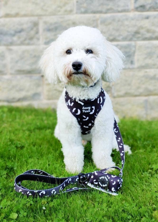 Sassy Paws Collection – Engroshandel Kæledyrssele – Hund – Hundebrystsele - 'Black Panther'9