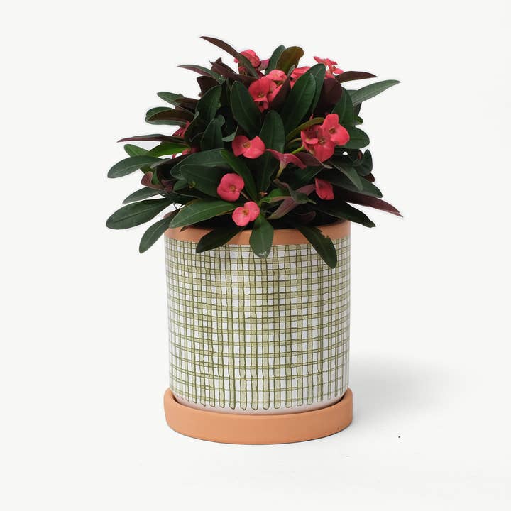 Casa Atlântica - Wholesale Plant Pot - Moss green checkered pot with saucer3