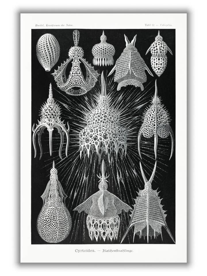 Krytoidea-Flaschenstrahlinge von Ernst Haeckel für den Großhandel von Stanley Print House