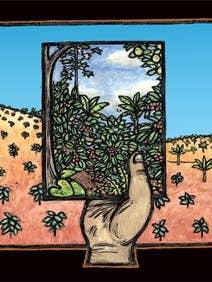 Deforestation: Sombra y Sol (Poster) for wholesale by Ricardo Levins Morales Art Studio