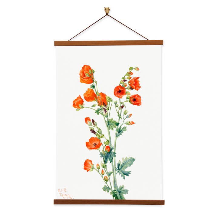 Scarlet Globe Mallow (Sphaeralcea grossulariaefolia) by Mary Vaux Walcott botanical prints Canvas Wall Print with Magnetic Hanger for wholesale by Vintage Banners