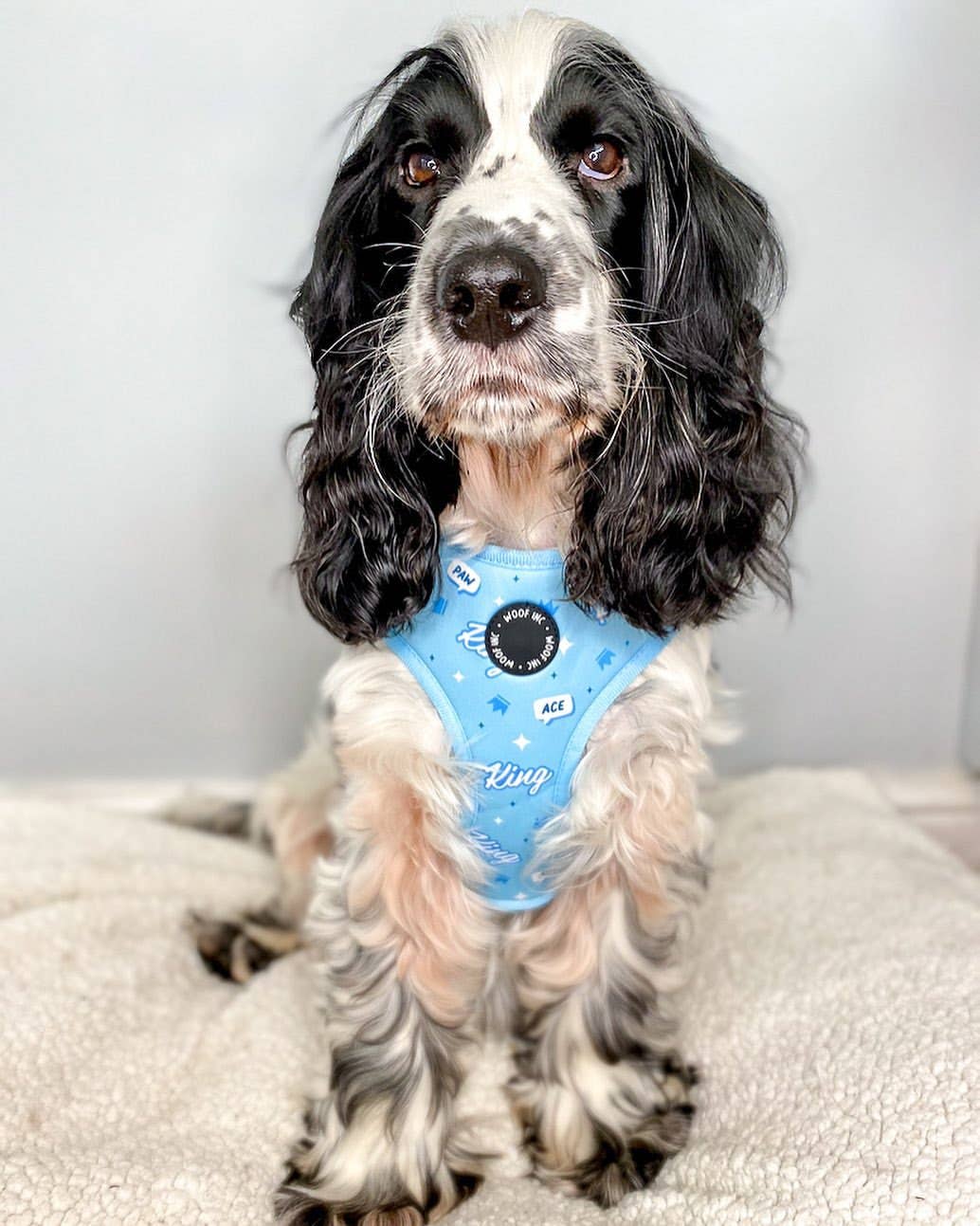 WOOF INC - Wholesale Pet Harness - Dog - King Blue Adjustable Dog Harness7