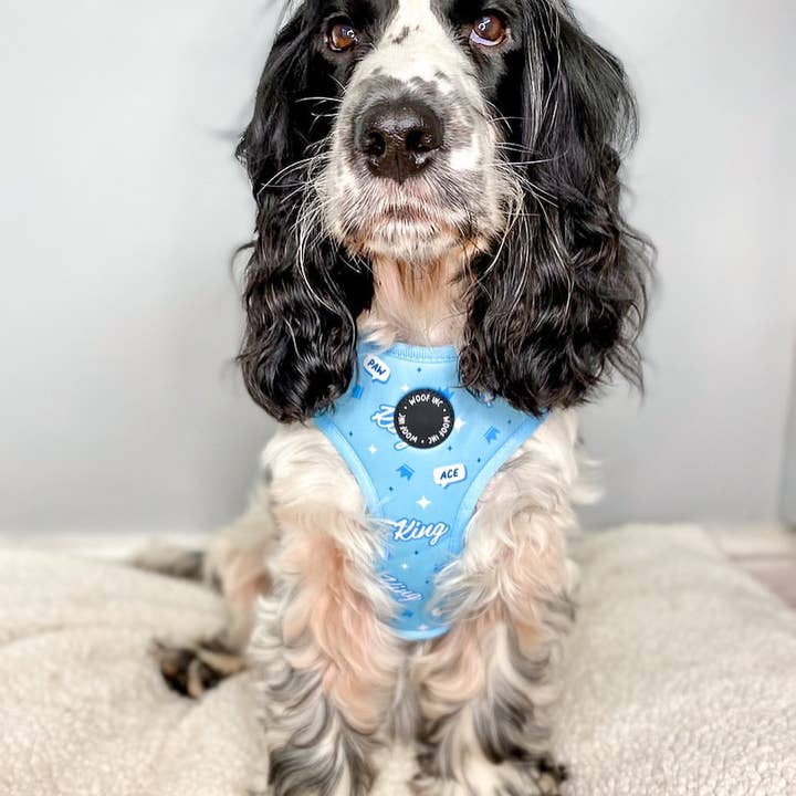 WOOF INC - Wholesale Pet Harness - Dog - King Blue Adjustable Dog Harness7