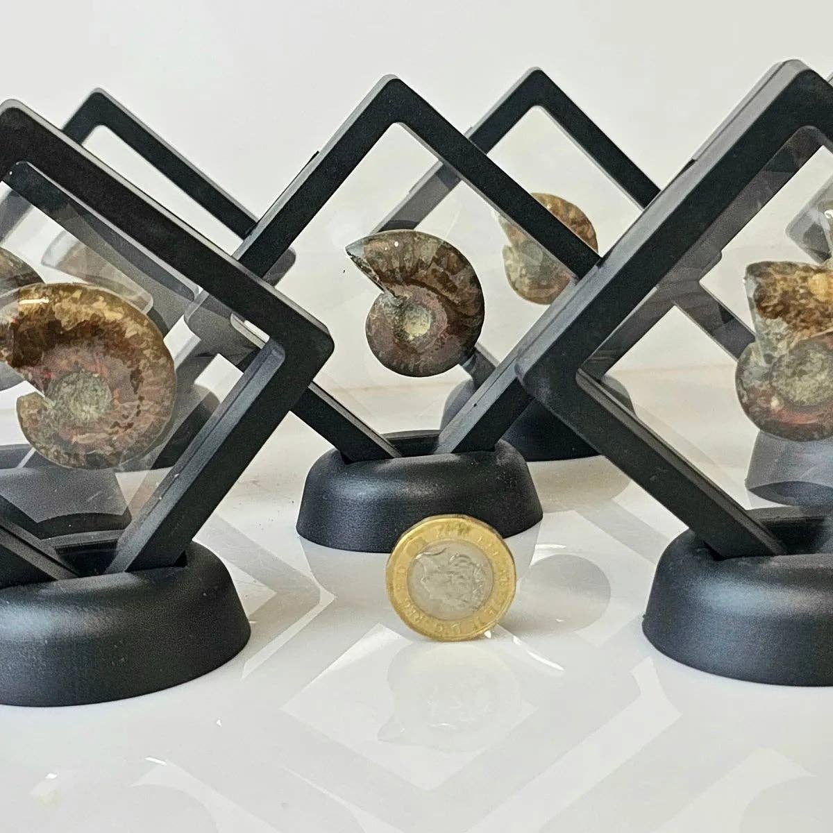 Distinction Crystals - Wholesale Spiritual Stone/Crystal - Iridescent Red Ammonite Fossil1