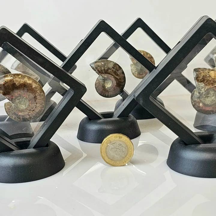 Distinction Crystals - Wholesale Spiritual Stone/Crystal - Iridescent Red Ammonite Fossil1