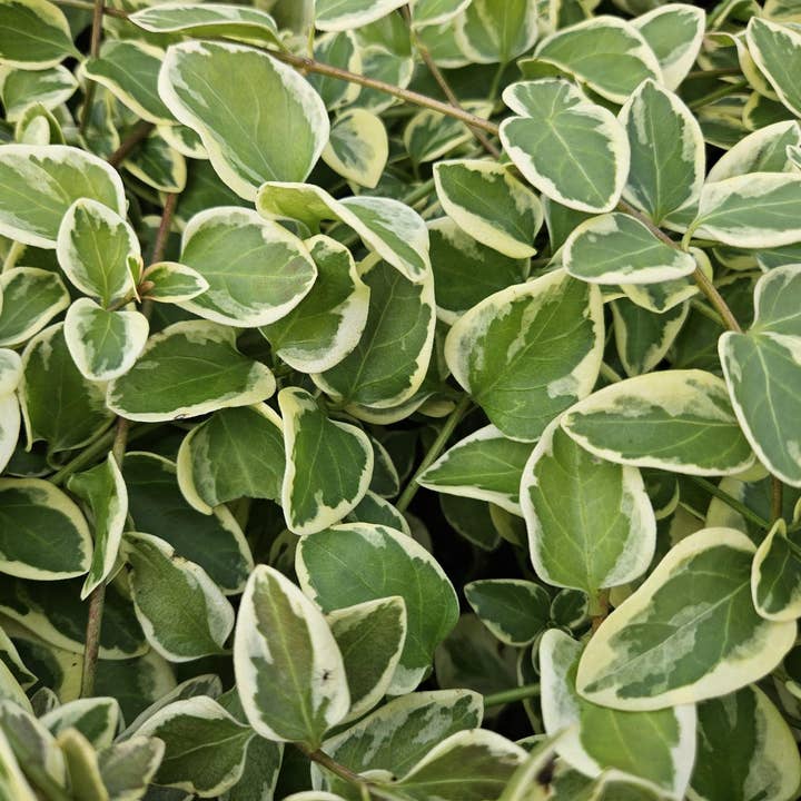 Lille Stedsegrøn Vinca major 'Variegata' – ↕10-25cm – Ø9cm – 60 planter – Stedsegrøn bunddække – Violette blomster – Nem at pleje for engroshandel hos Oasis of Life