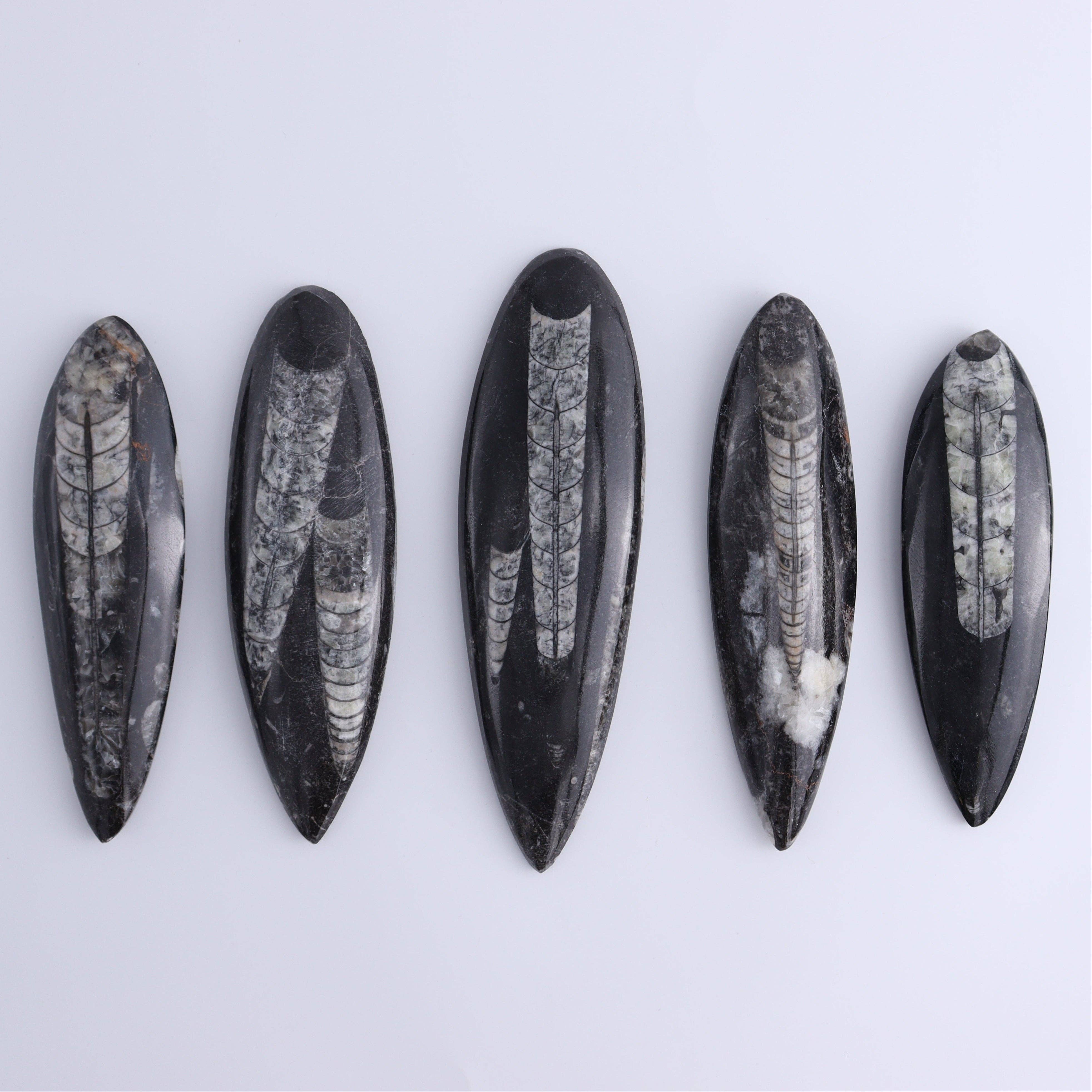 Mi Esperanza Minerals - Wholesale Spiritual Stone/Crystal - Orthoceras Polished Set of 50