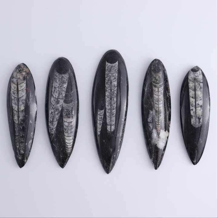 Mi Esperanza Minerals - Wholesale Spiritual Stone/Crystal - Orthoceras Polished Set of 5