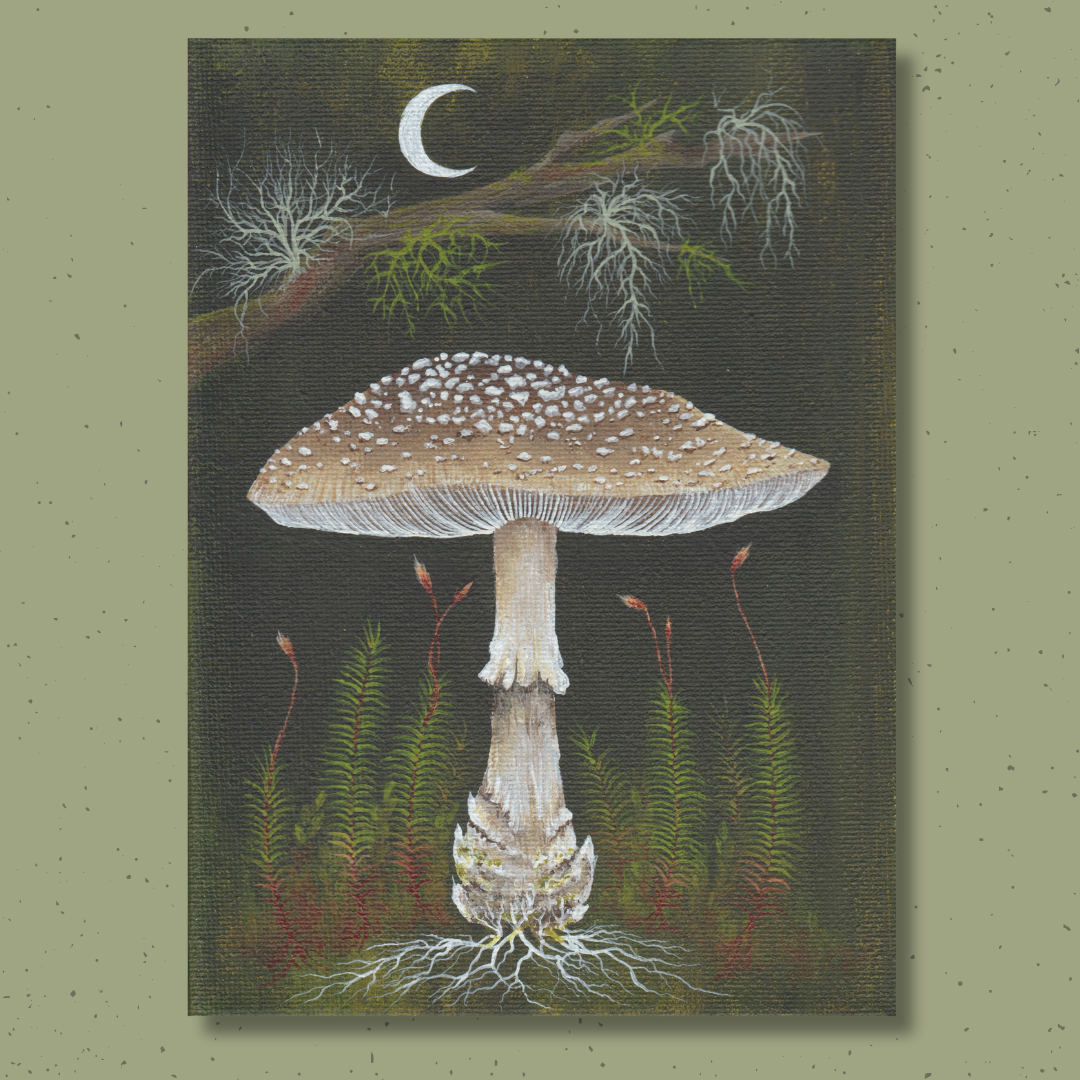Up Moss Creek Studio - Wholesale Postcard Set - Amanita Mushroom Postcard Set9