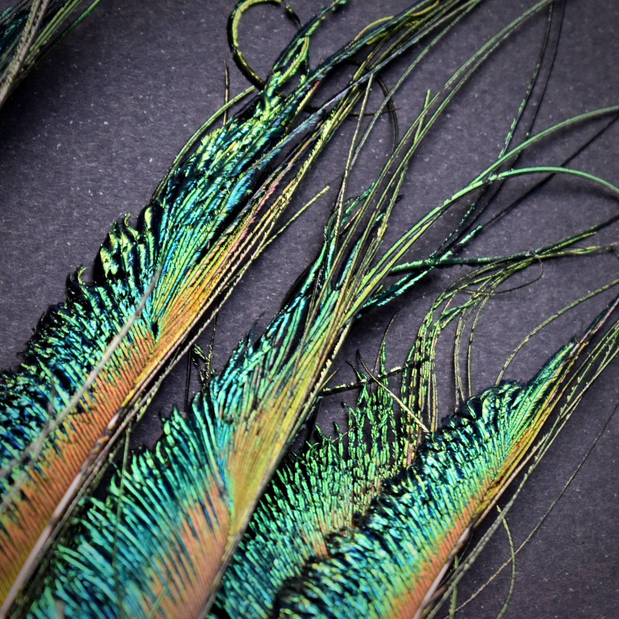 Plumes Naturelles - Wholesale Gedroogde/geperste bloemen - Peacock Feathers zwaard 25 centimeter5