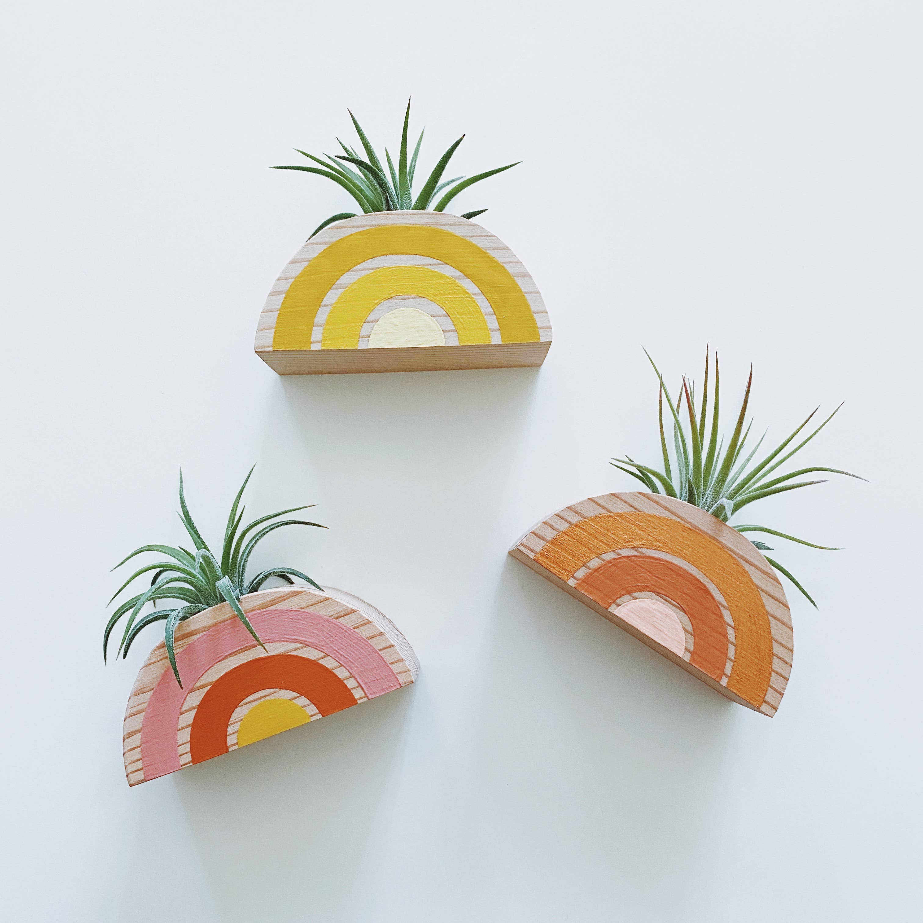 Goodsmith - Wholesale Live Plant - Rainbow Air Plant Magnet (PLANT INCLUDED)