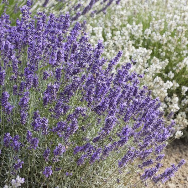 Oasis of Life - Wholesale Live Plant - Lavender Lavandula 'Hidcote' – 20 plants – Abundantly flowering garden lavender – ↕10-25cm – Ø9cm – easy to care for & sunny6