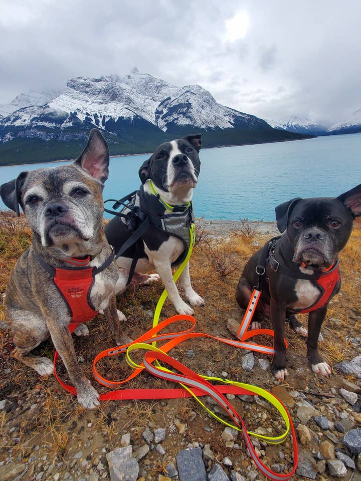 Reflective, 4' standard dog leash, BioThane for wholesale by Cain's Collars