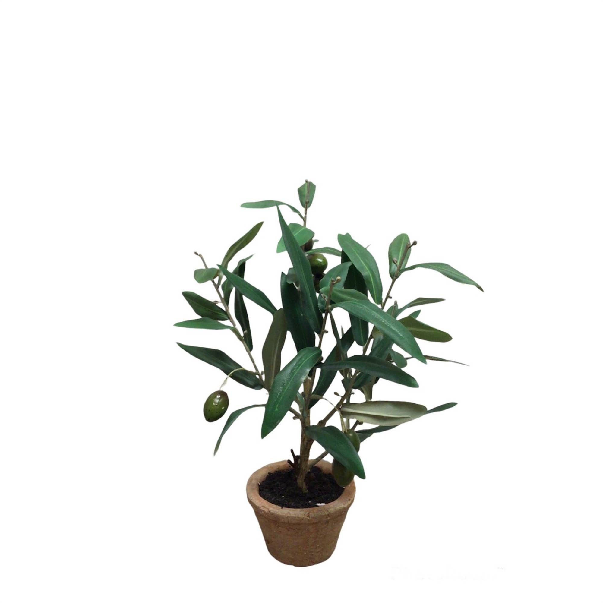 David Christopher's Collection - Wholesale Artificial Plant - Potted Olive Plant 12"0