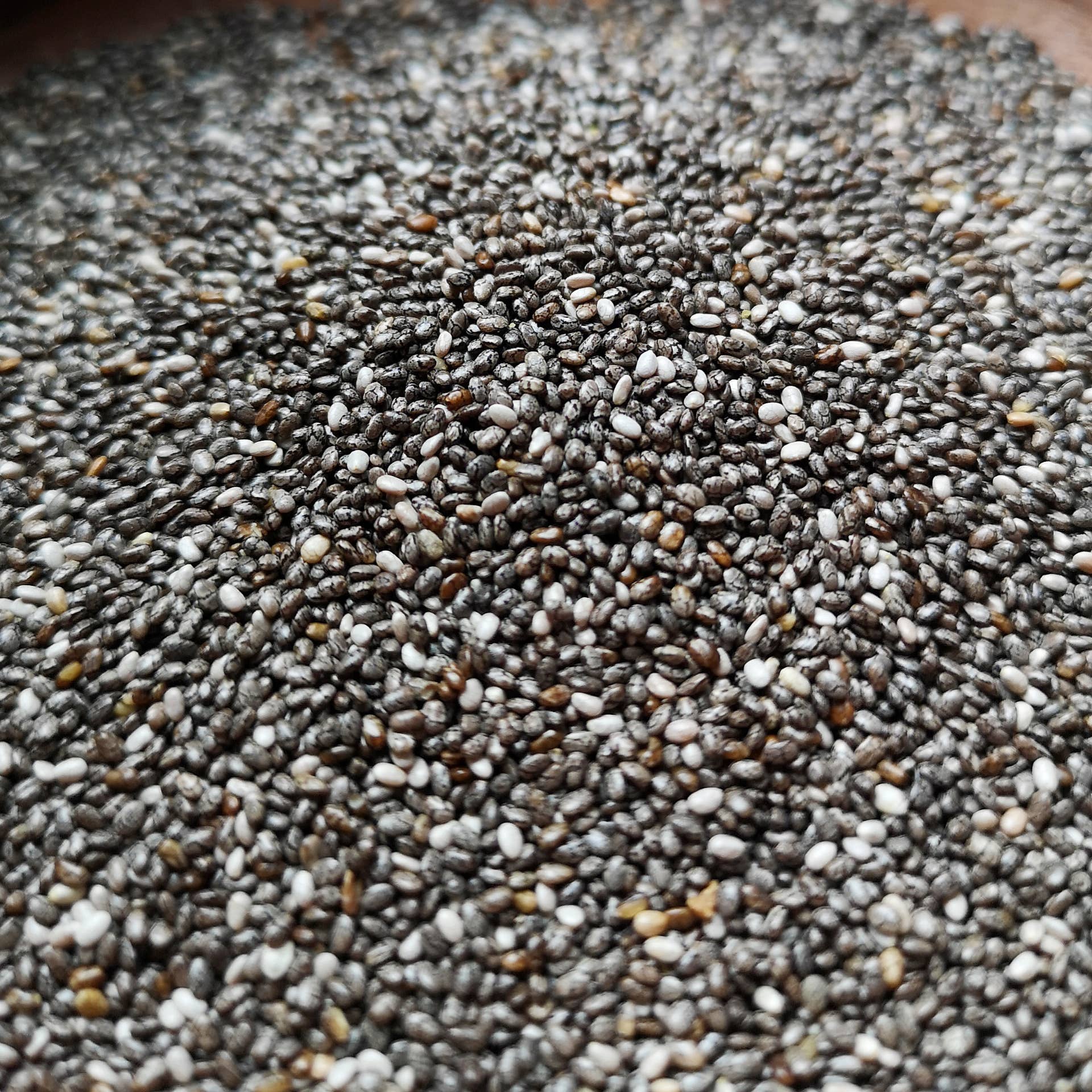 WeedStock – wholesale Plant seeds – Chia seeds0