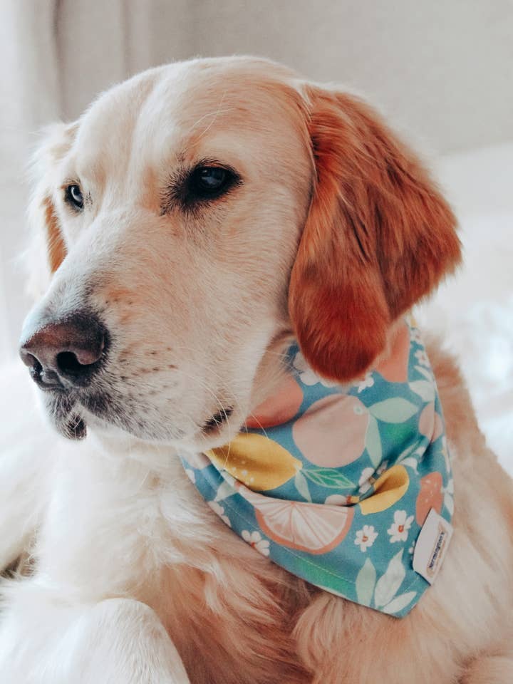 Bandana Citrus Floof - Bandana de Verão para Cães por atacado de Nermington's