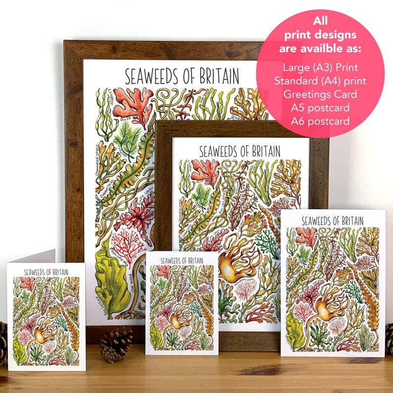 Alexia Claire Ltd - Wholesale Postcard - Seaweed of Britain Art Blank Postcard9
