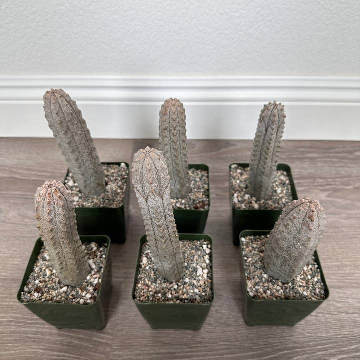 Grow Margo - Wholesale Succulent - Euphorbia Abdelkuri Grey - Rare Cactus Succulent Rooted4