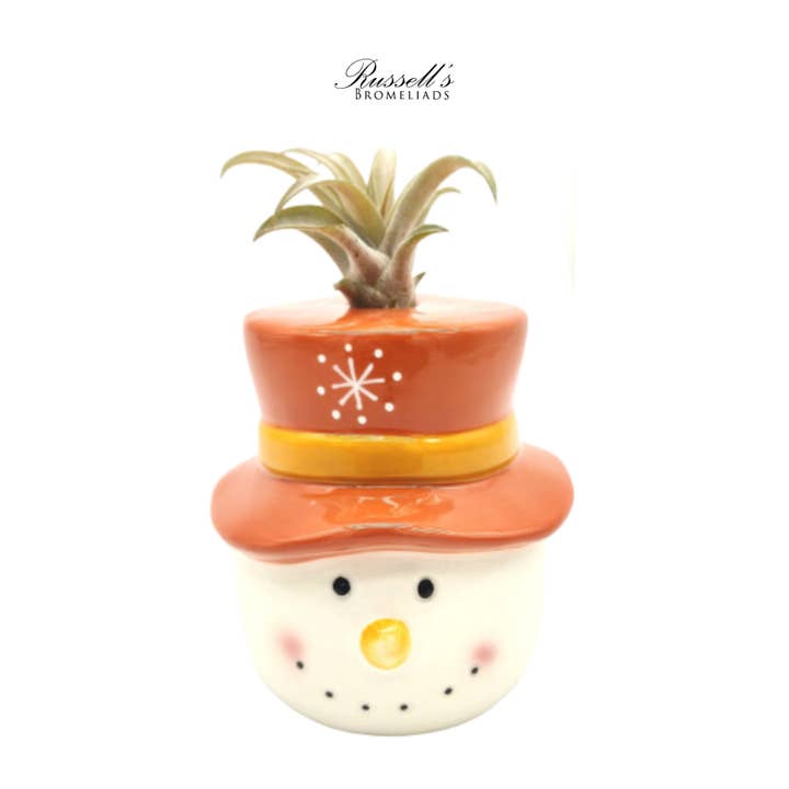 Russell's Bromeliads - Wholesale Live Plant - Winter Trio With Air Plants