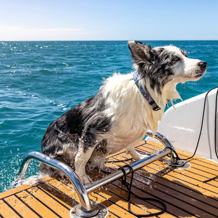 Wet Dog and Co - Wholesale Pet collar – Dog - Waterproof Dog Collar - Seagal4