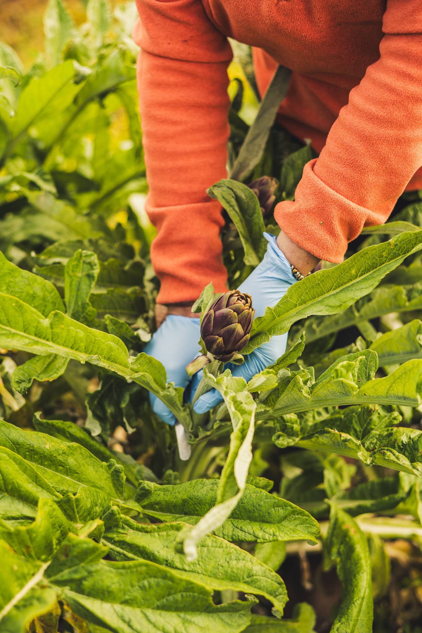 PANTALEO AGRICOLTURA SOC. AGR. SRL - Vente Légumes marinés - Artichauts biologiques à l'huile, fabrication italienne9