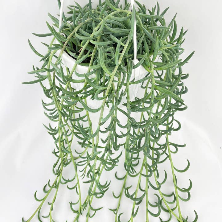 Bumble Plants - Wholesale Live Plant - String of Fish Hooks2