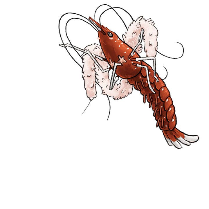 Burlesque Reje Klistermærke for engroshandel hos The Good Boy Collective