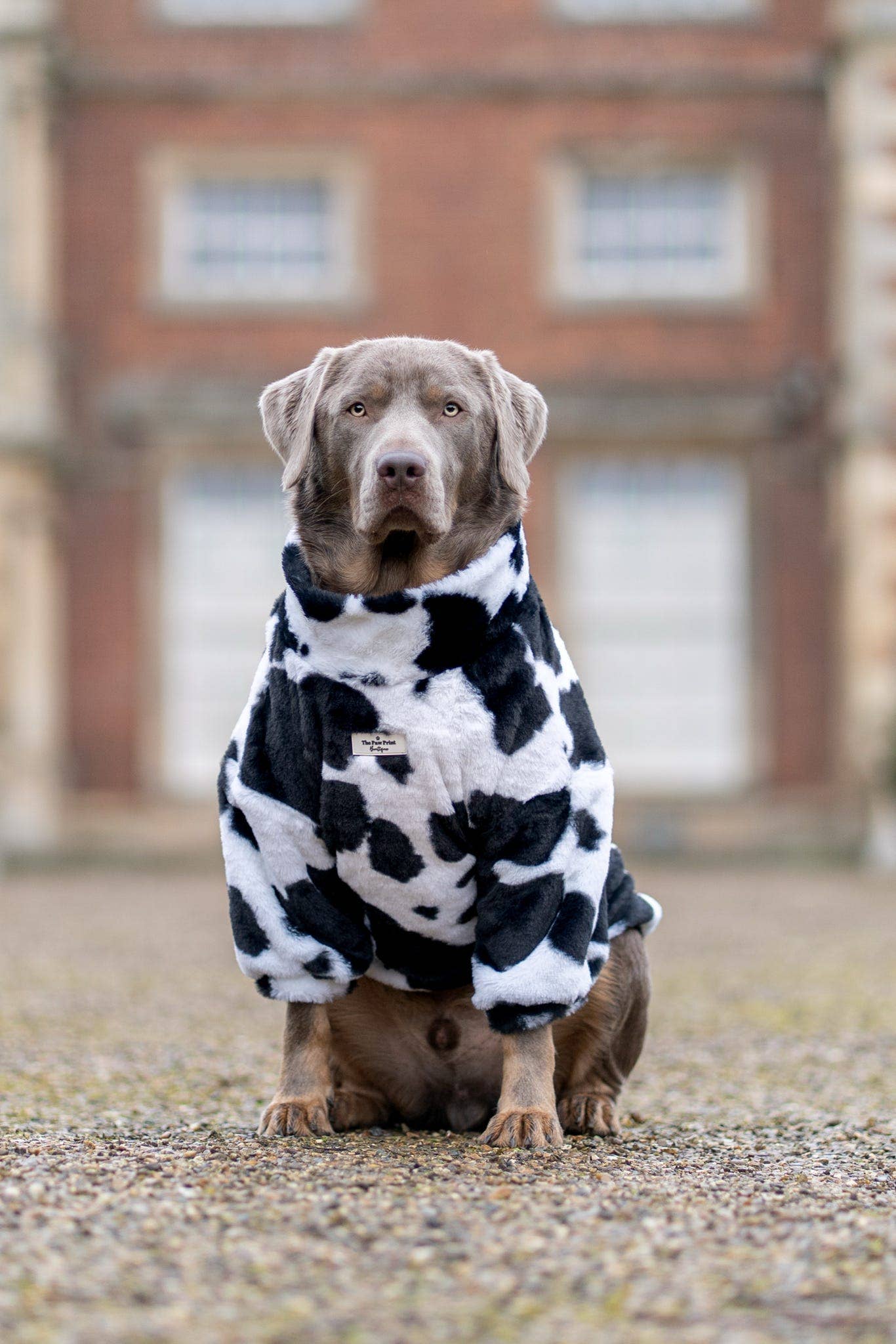 The Paw Print Boutique - Wholesale Pet Coat - Dog - The Cow Print Fluffy & Fabulous Fleece10
