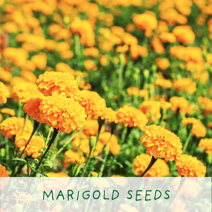 The Plant Gift Co. – wholesale Plant seeds – Frida's Flowers. Eco Grow Your Own Plant, Gardening Kit.