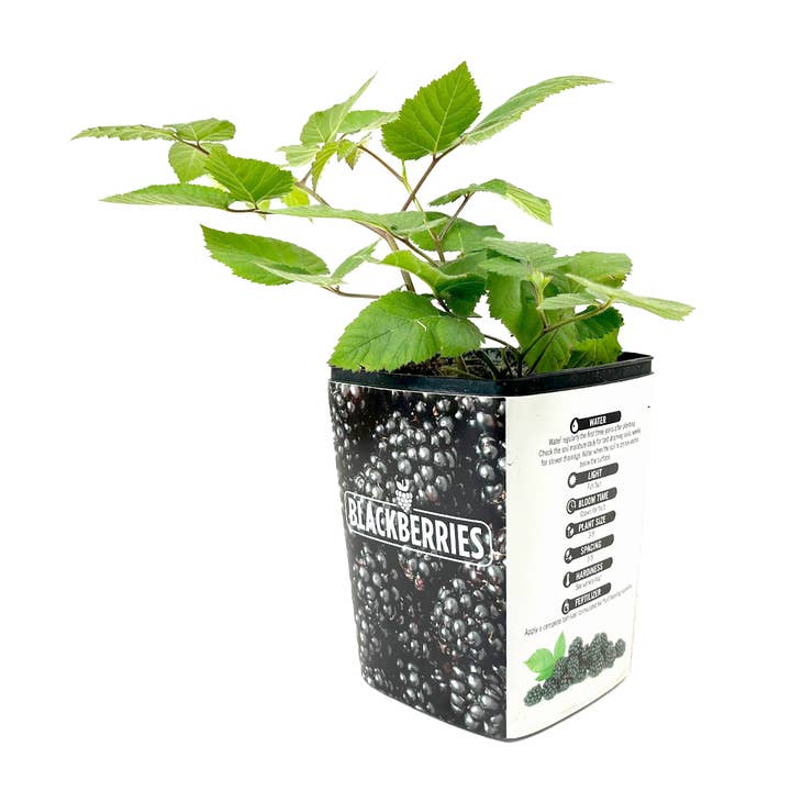 Best Plant Friend - Wholesale Live Plant - Blackberry Chester - 4 inch Deep Pot Live Fruit Plants
