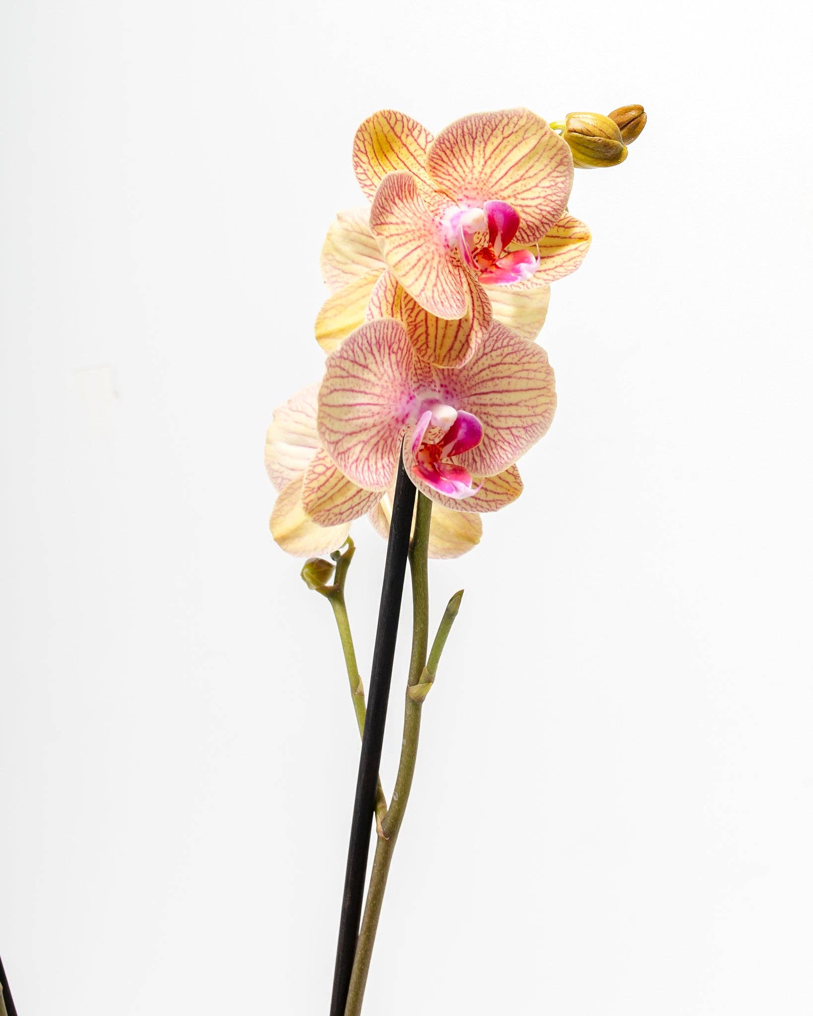 Lively Root - Wholesale Live Plant - Arcadia Phalaenopsis Orchid6