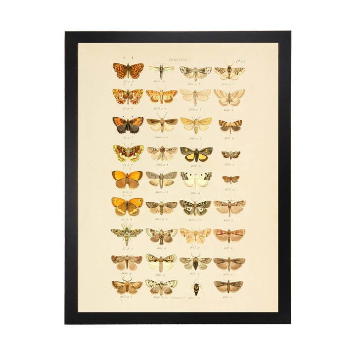 Multi Butterflies Additions Plate 52 for wholesale by Antique Curiosities Inc