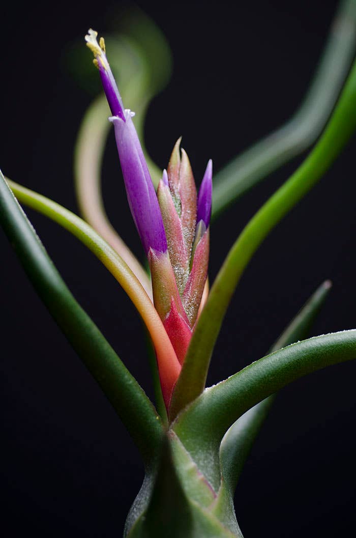 The Artizan Way - Wholesale Live Plant - Tillandsia Bulbosa - Guatemala | Live Air Plant9
