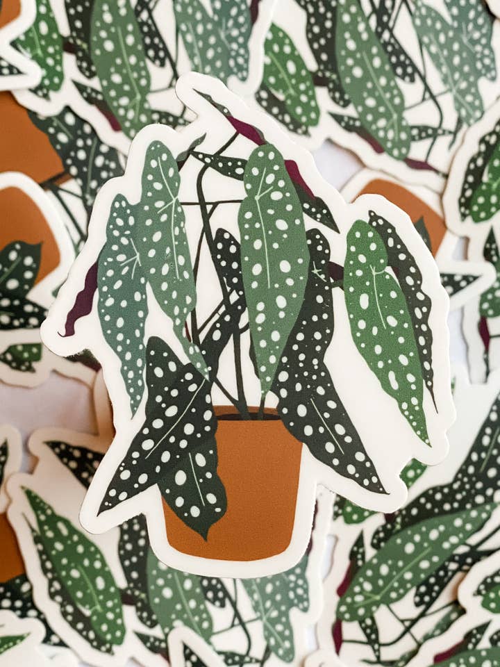 Begonia Maculata plantensticker | Plantensticker voor wholesale door Detty Designs