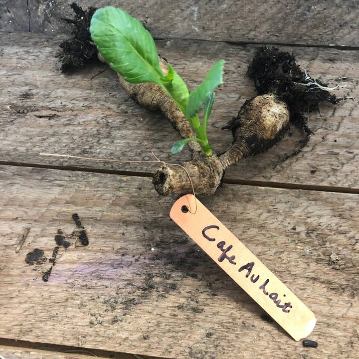 Copper Garden Tags with Wire - 5 inches for wholesale by Celtic Farm LLC