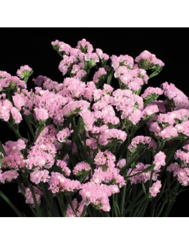 Florasource - Wholesale Fresh Cut Flowers - Statice Pink 11 Bunches0