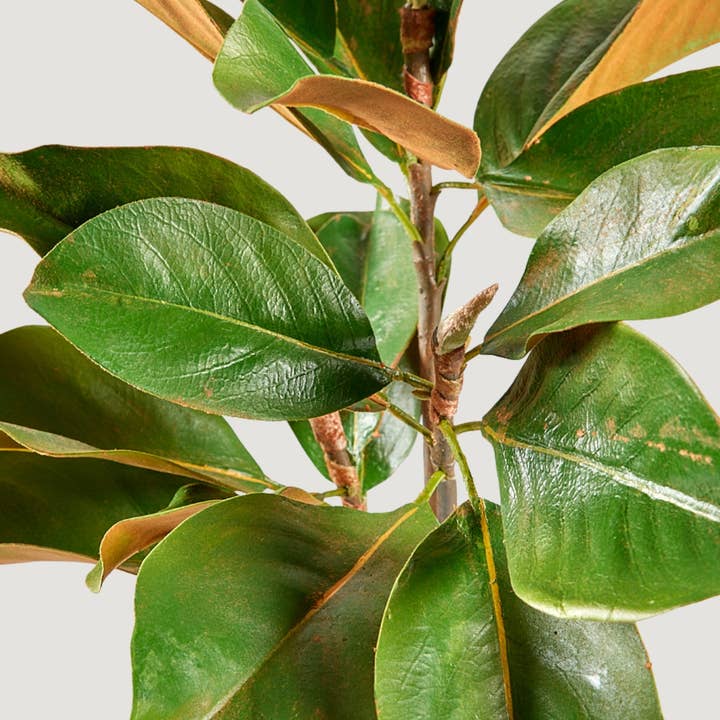 Afloral - Wholesale Artificial Plant - Faux Magnolia Leaf Branch - 41"1
