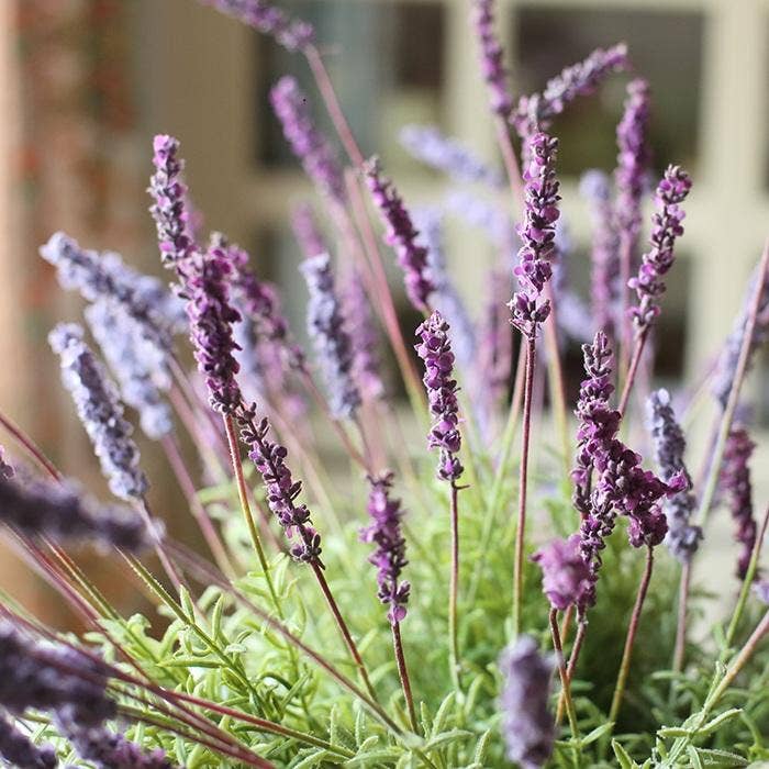 Rustic Reach - Wholesale Artificial Flowers - Artificial Lavender Provence Lavender Stem 21" Tall