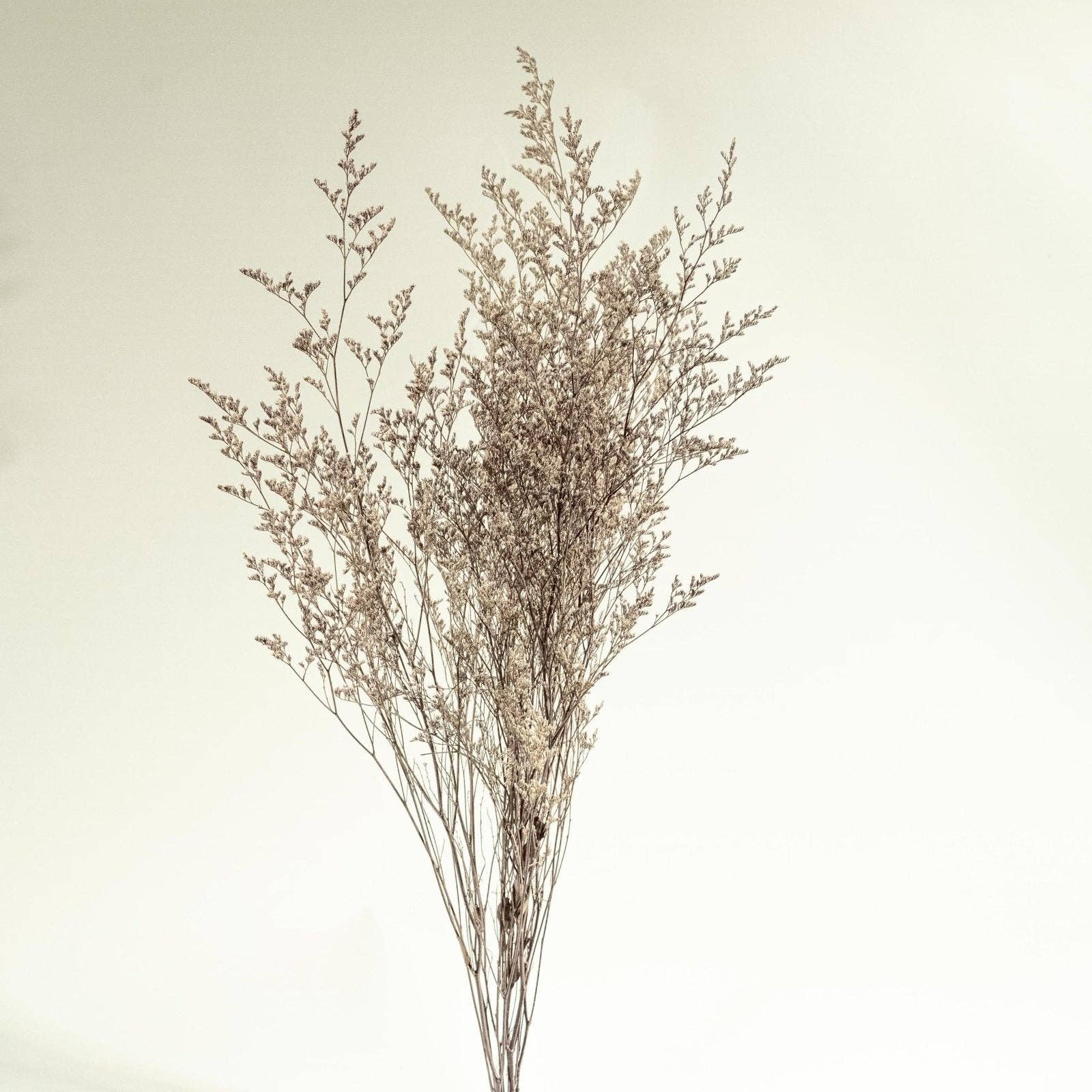Sola Wood Flowers - Wholesale Dried/Pressed Flowers - Preserved Caspia - Silver4