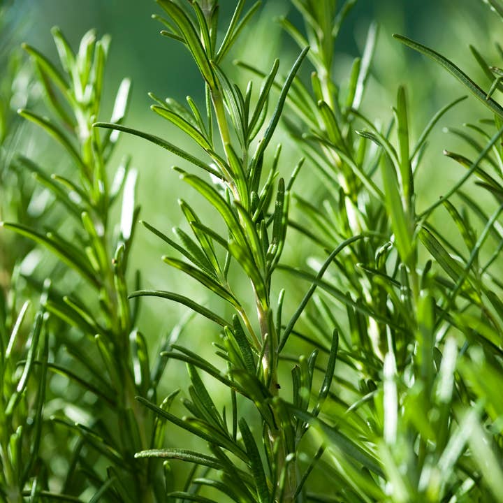 Natural Wholesale - Wholesale Essential Oil - Rosemary Essential Oil- 100% Pure | Wholesale Bulk3