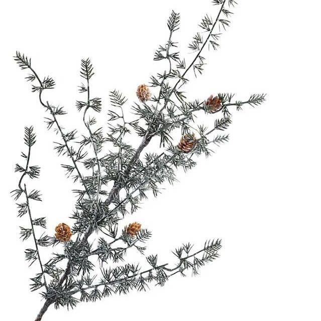 Spray al pino Ming tak per la vendita all'ingrosso da parte di DRYdecorations