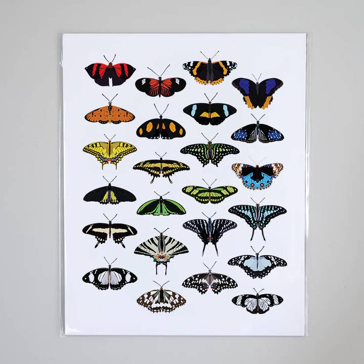 Butterfly Species - Insects Art Print for wholesale by Beehive 95 Designs
