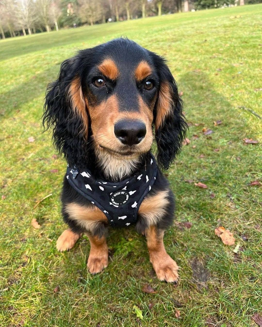 WOOF INC – Großhandel Haustiergeschirr – Hund – Midnight Black Verstellbares Hundegeschirr mit Leopardenmuster7