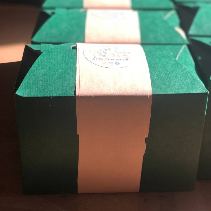 Living Arrangement - Wholesale DIY Craft Kit - Succulent Terrarium Kit Complete DIY7