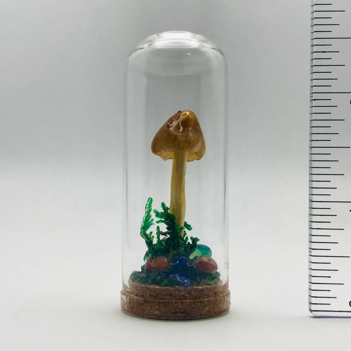 Äkta svampnyfikenhetsburk svampkuriosadekor 2,75" # 592 för wholesale av Fungus Farm LLC
