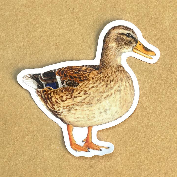 Autocollant en vinyle - Canard colvert femelle pour la vente par Amy Rose Moore Illustration