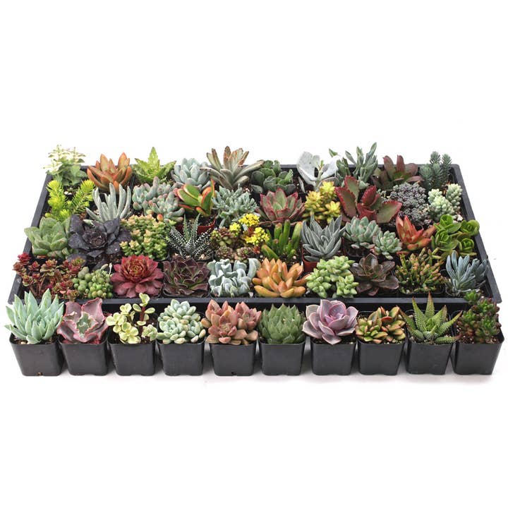 Mountain Crest Gardens - Wholesale Succulent - Ultimate Variety Succulents 50-Pack (50 Varieties, 2" Pots)