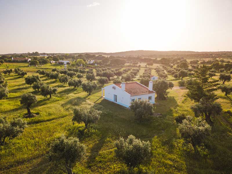 Amor é Cego – wholesale Olive oil – Azeite Virgem Extra - Garrafa de 25 CL3